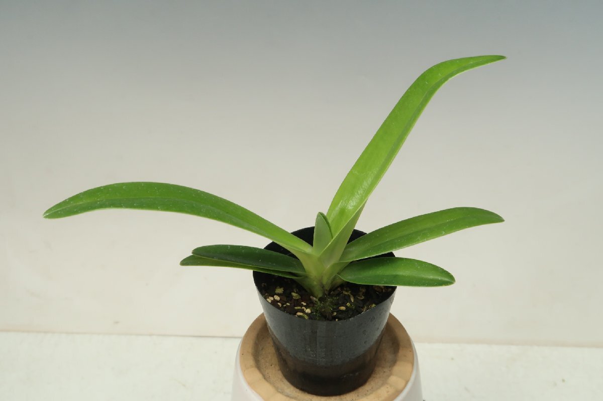 即決 洋蘭 原種 パフィオ TA11066 TB17-99 Paph. rothschildianum x sib ('Golden Monarch' x 'Mont Millais')の画像5