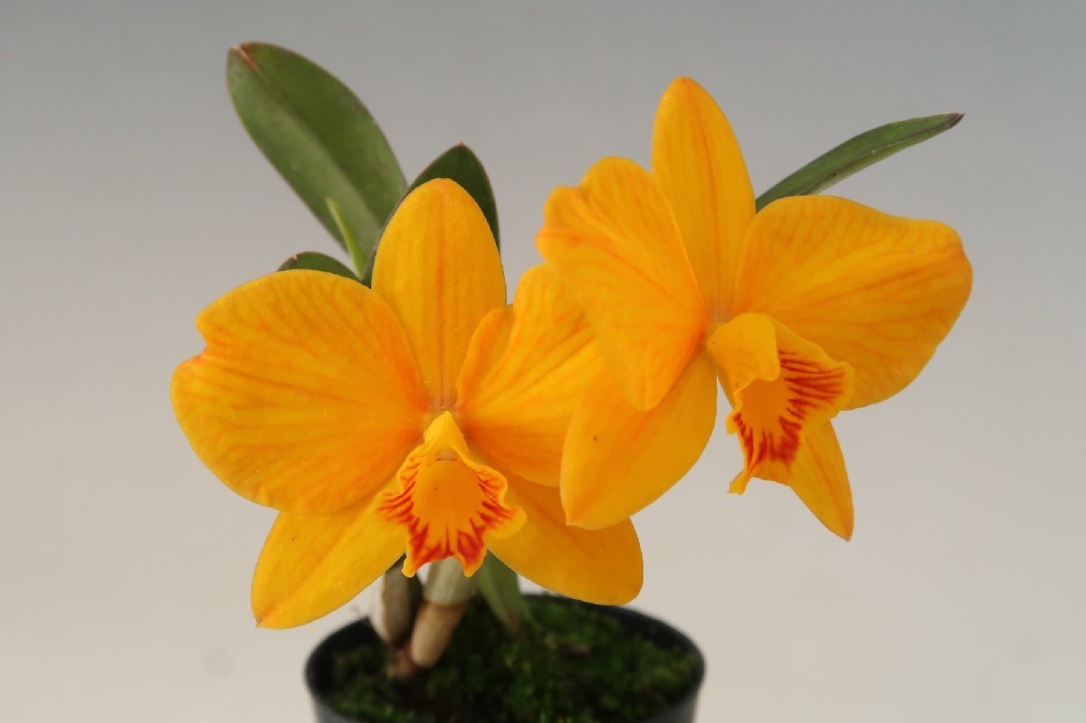 洋蘭 原種 カトレア TA11141 TB19-26 Cattleya Kathrin Rollke (coccinea 'Dark Red' x neokautskyi 'Sunset Glow')_画像3