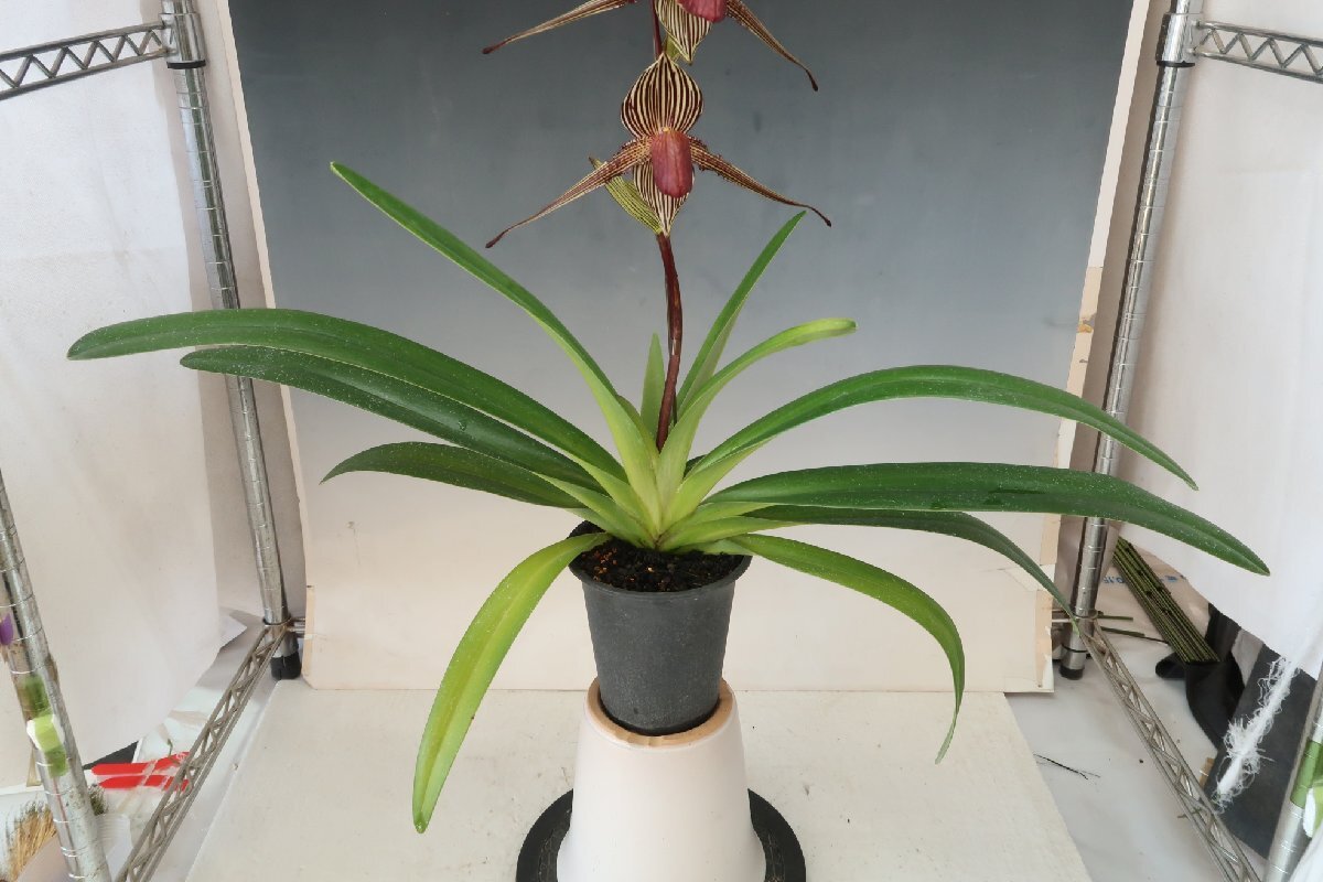 値引再出品！ 洋蘭 原種 パフィオ TA11002 VS14-61 Paph. rothschildianum x sib ( 'Mont Millais' x 'Tarantula')_画像8