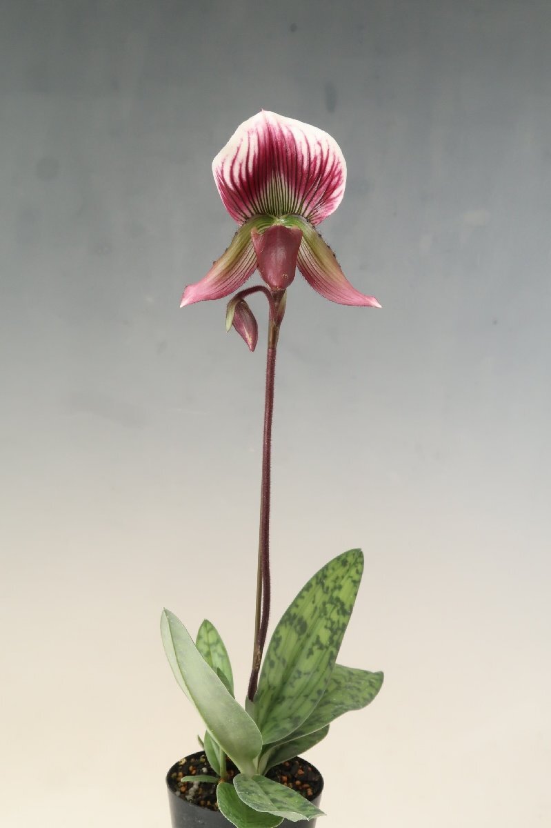 洋蘭 原種 パフィオ TA11132 TB18-175 Paph. callosum 'Best of 2015' x self_画像1