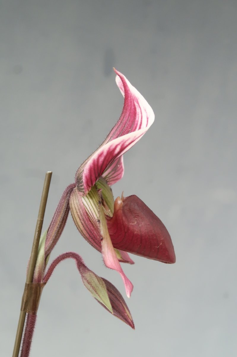 洋蘭 原種 パフィオ TA11132 TB18-175 Paph. callosum 'Best of 2015' x self_画像4