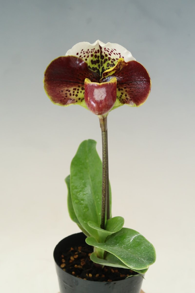 洋蘭 パフィオ TA11103 TB18-09 Paph. (Perfect World 'Flatter' x Mem. Sabrina Mark 'Favorite'SSM/JOGA)_画像1