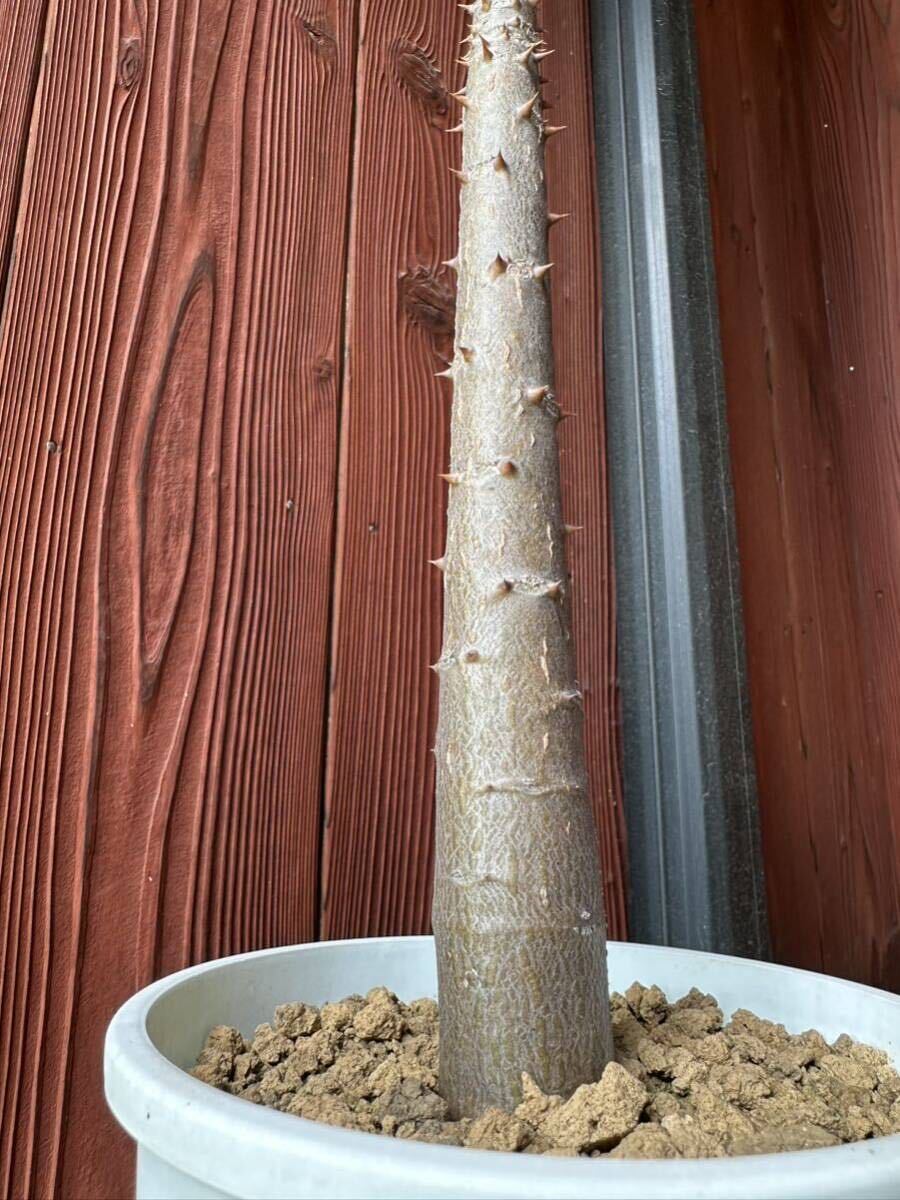 パキポディウム ルテンベルギアナム 　Pachypodium rutenbergianum 鬼に金棒　国内実生_画像3