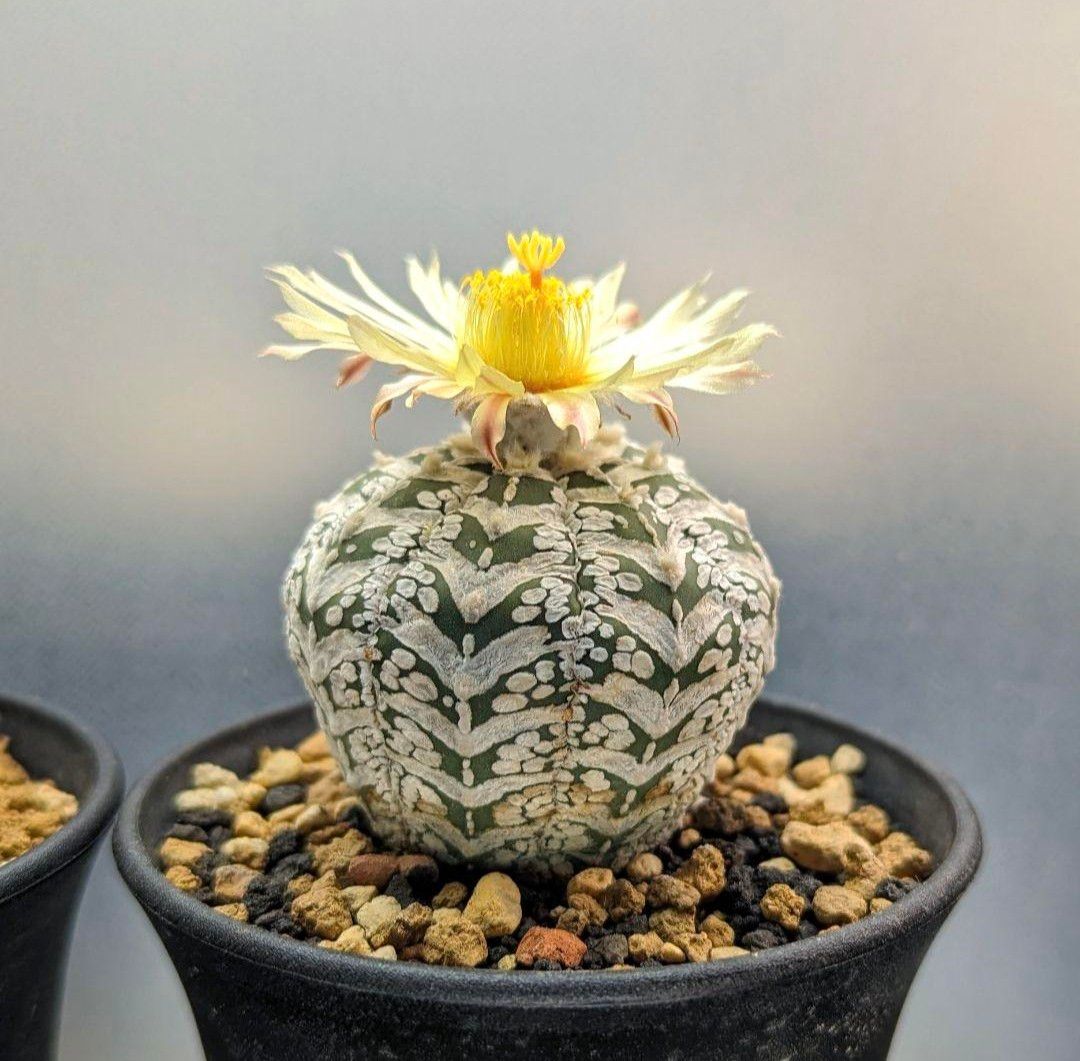 Ω2 スーパー兜 アストロフィツム Vタイプ 種子 20粒 Astrophytum asterias V-type サボテン f