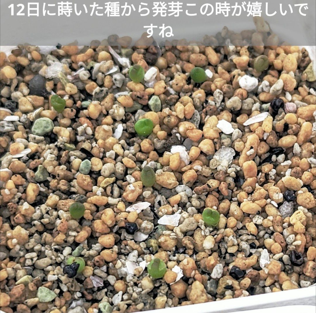 CA スーパー兜 アストロフィツム Vタイプ 種子 10粒 親株 サボテン Astrophytum asterias V-type