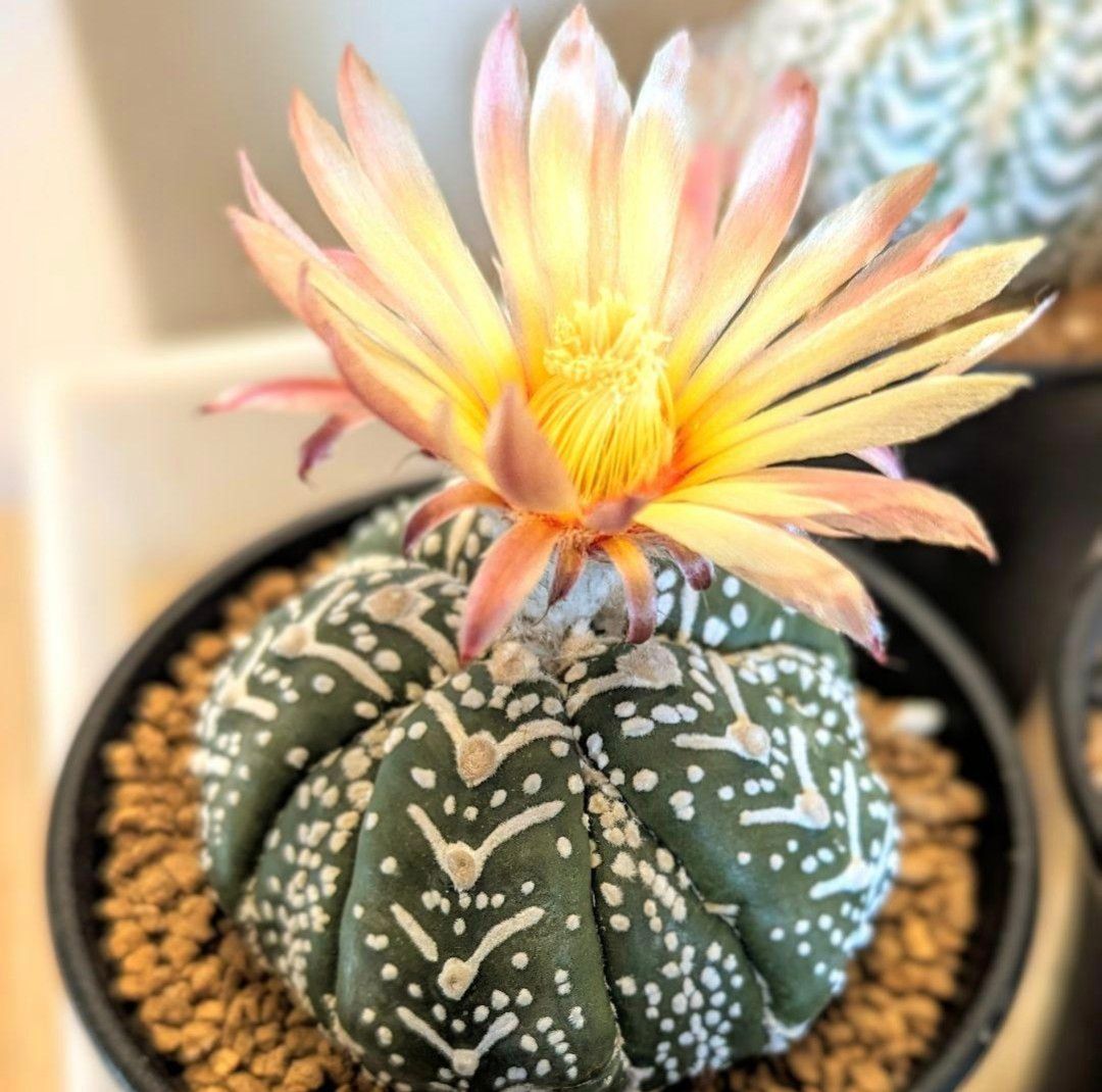 Ω スーパー兜 アストロフィツム Vタイプ 種子 10粒 Astrophytum asterias V-type サボテン フリマ