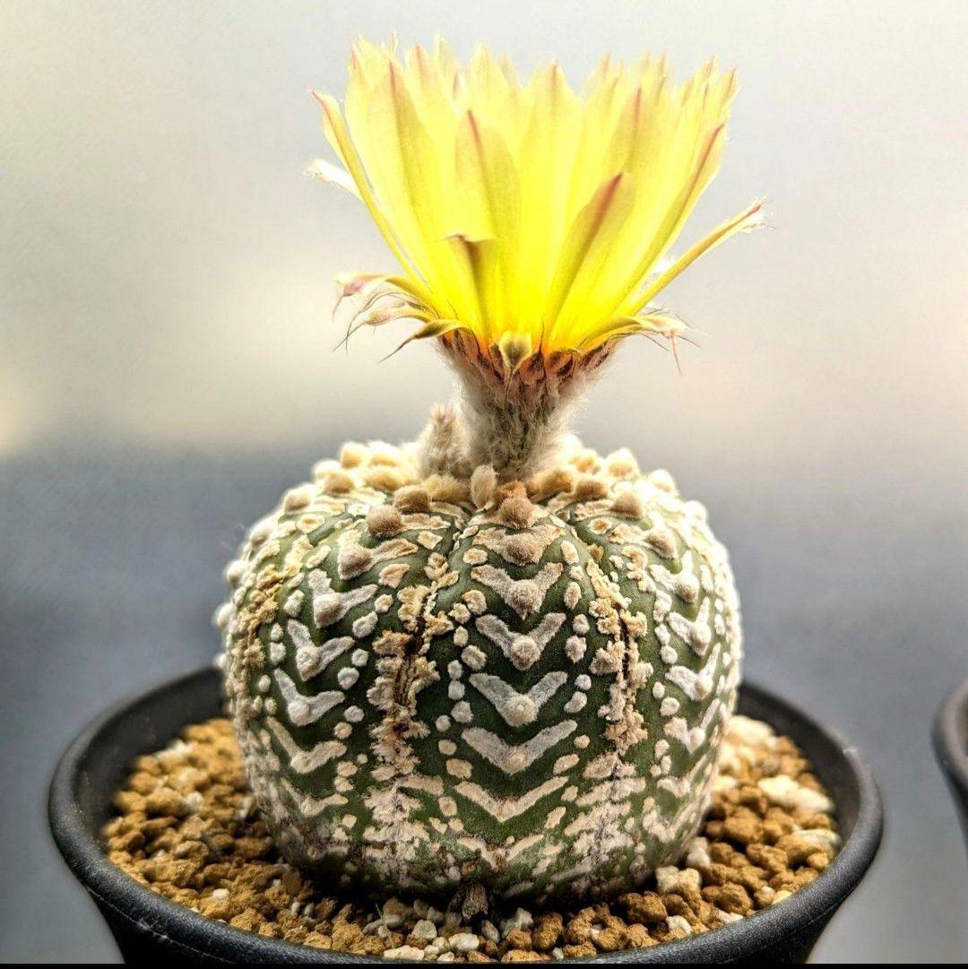 Ω スーパー兜 アストロフィツム Vタイプ 種子 10粒 Astrophytum asterias V-type サボテン フリマ