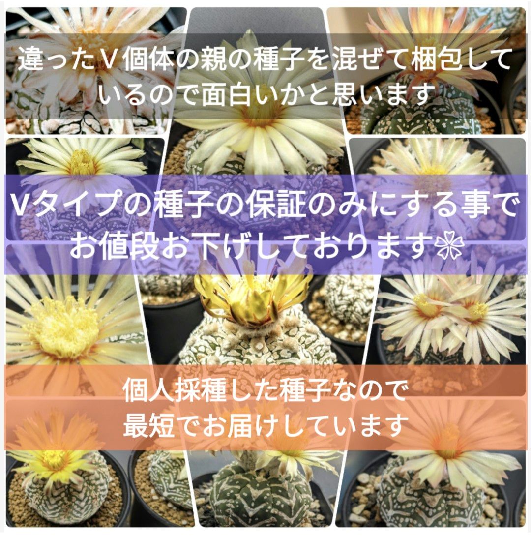 Ω3 スーパー兜 アストロフィツム Vタイプ 種子 30粒 Astrophytum asterias V-type サボテン f