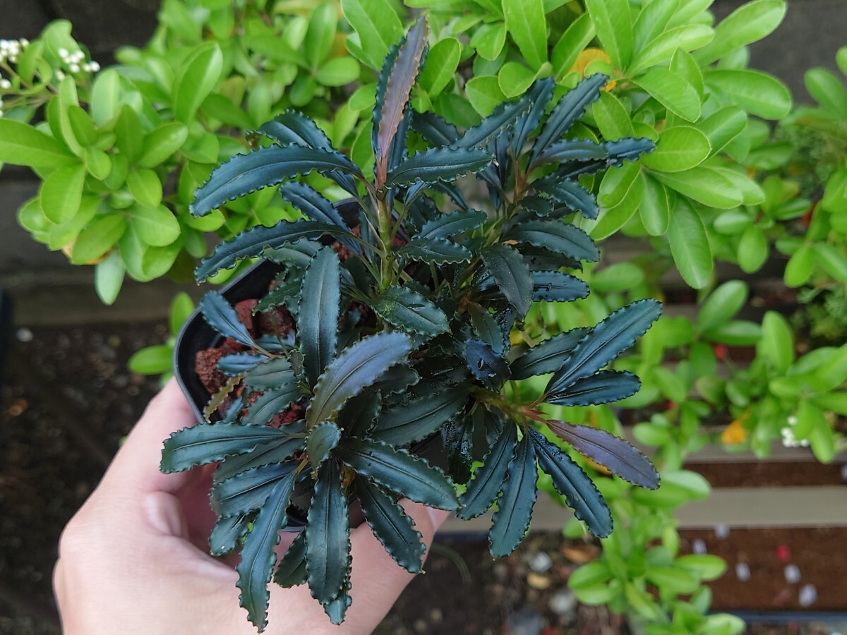 Bucephalandra sp.IRIZEbsefa Land la