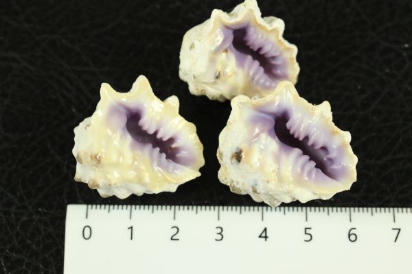  purple iga Ray si3 piece set 27~32.. specimen shell 