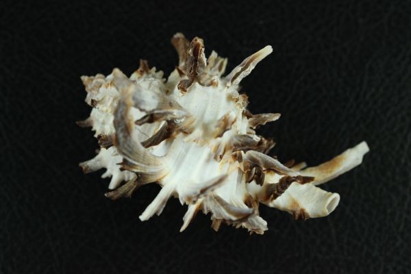 クロテング　クレナイガンゼキ　セット　 83.3/96㎜ 　貝標本　貝殻_画像4