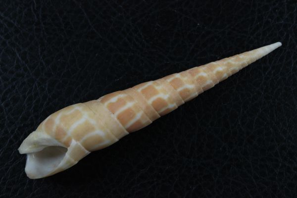 ベニタケノコ　ウシノツノ　セット　101/103㎜ 　貝標本　貝殻_画像4