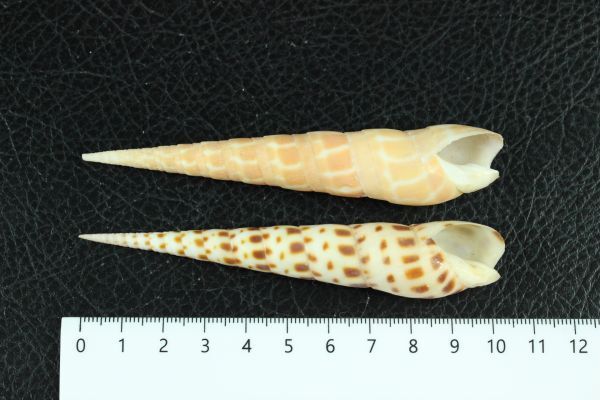 ベニタケノコ　ウシノツノ　セット　101/103㎜ 　貝標本　貝殻_画像9