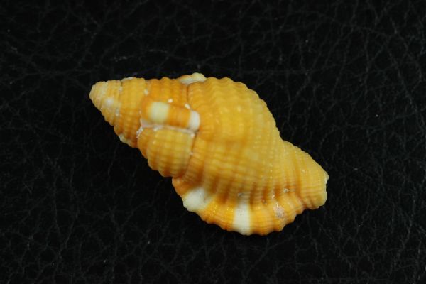 ジュセイラ　ショウジョウラ　２種セット　36.9/34.2㎜ 　貝標本　貝殻_画像5