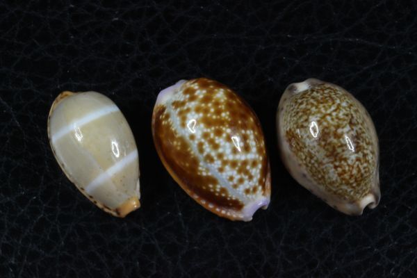タカラガイ　３種セット　その1 　貝標本　貝殻_画像1
