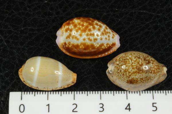 タカラガイ　３種セット　その1 　貝標本　貝殻_画像3