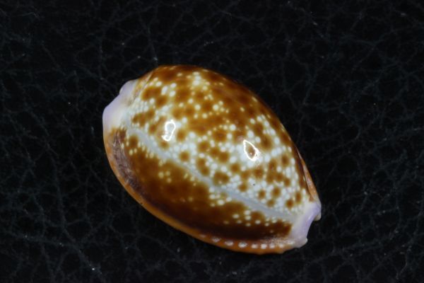 タカラガイ　３種セット　その1 　貝標本　貝殻_インドカモン