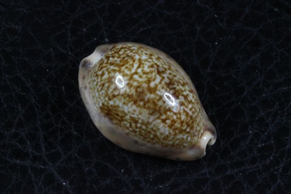 タカラガイ　３種セット　その1 　貝標本　貝殻_メキシコ