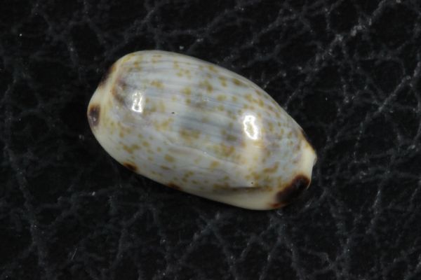  Takara gai3 kind set that 2. specimen shell 