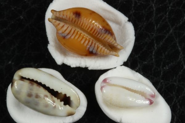 タカラガイ　３種セット　その2 　貝標本　貝殻_画像2