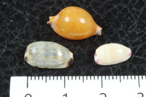 タカラガイ　３種セット　その2 　貝標本　貝殻_画像3
