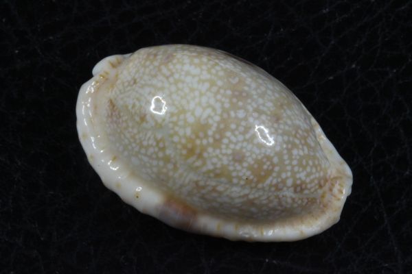 タカラガイ　３種セット　その3 　貝標本　貝殻_コモン
