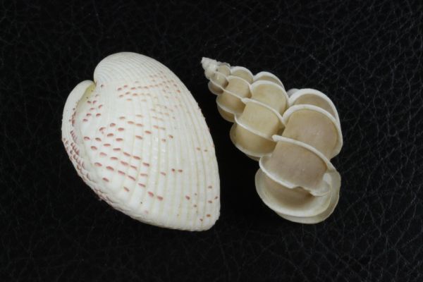 . together 12 piece set . specimen shell 