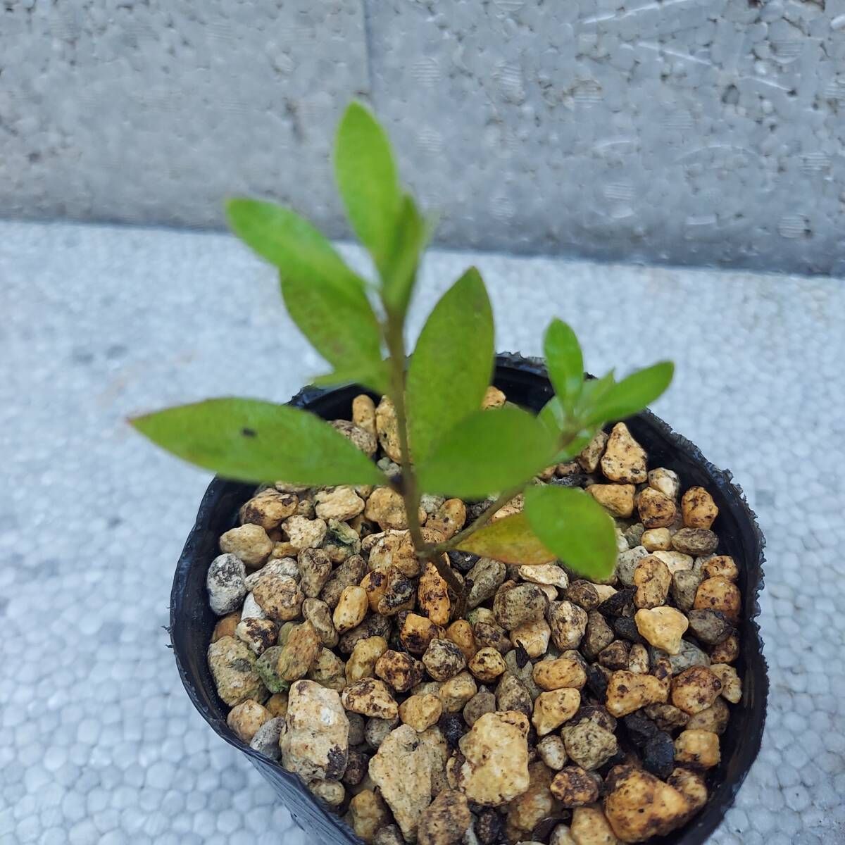  change kind. azalea B rare 3 kind set .. tree seedling 