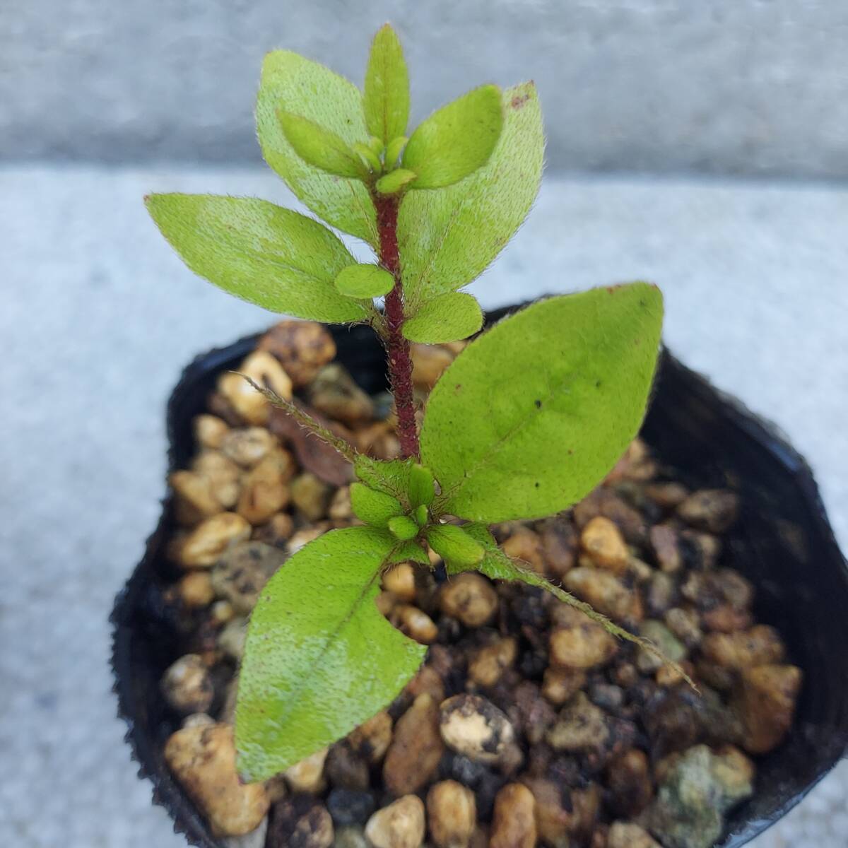  change kind. azalea B rare 3 kind set .. tree seedling 