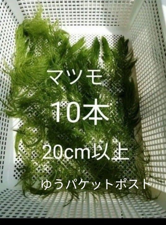 マツモ　水草　メダカ金魚藻　10本