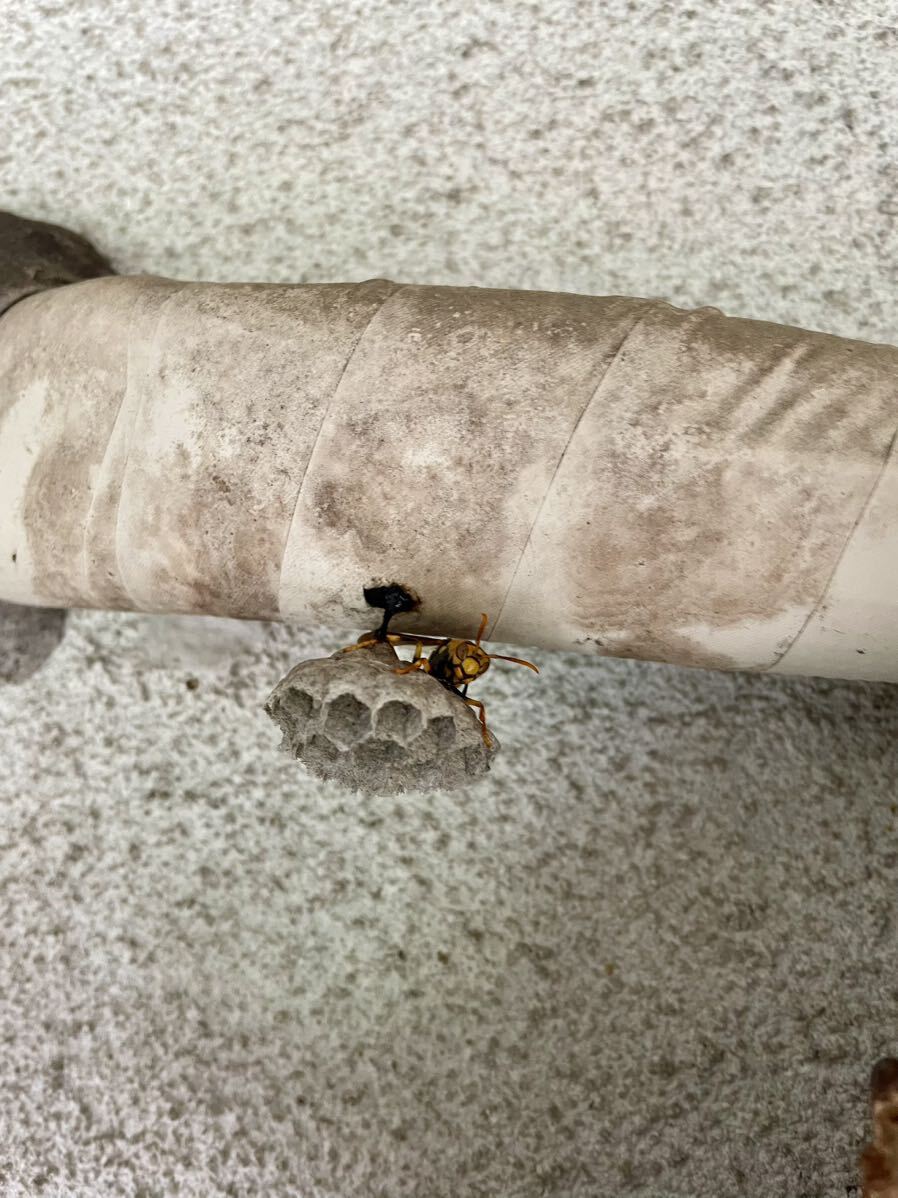 アシナガバチ 女王蜂と巣 セグロアシナガバチ プラカップで発送_画像8