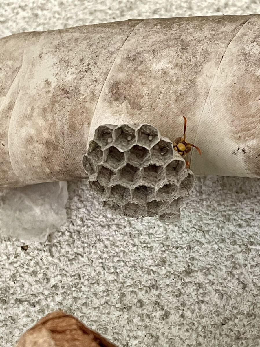 アシナガバチ 女王蜂と巣 セグロアシナガバチ プラカップで発送_画像4