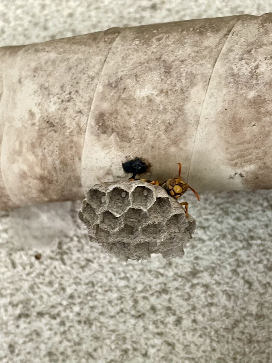 アシナガバチ 女王蜂と巣 セグロアシナガバチ プラカップで発送_画像5