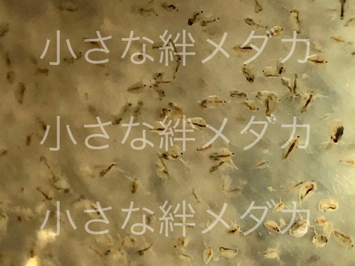 元気いっぱい栄養たっぷりタイリクミジンコ７００匹以上　活ミジンコ　観賞魚等のエサに