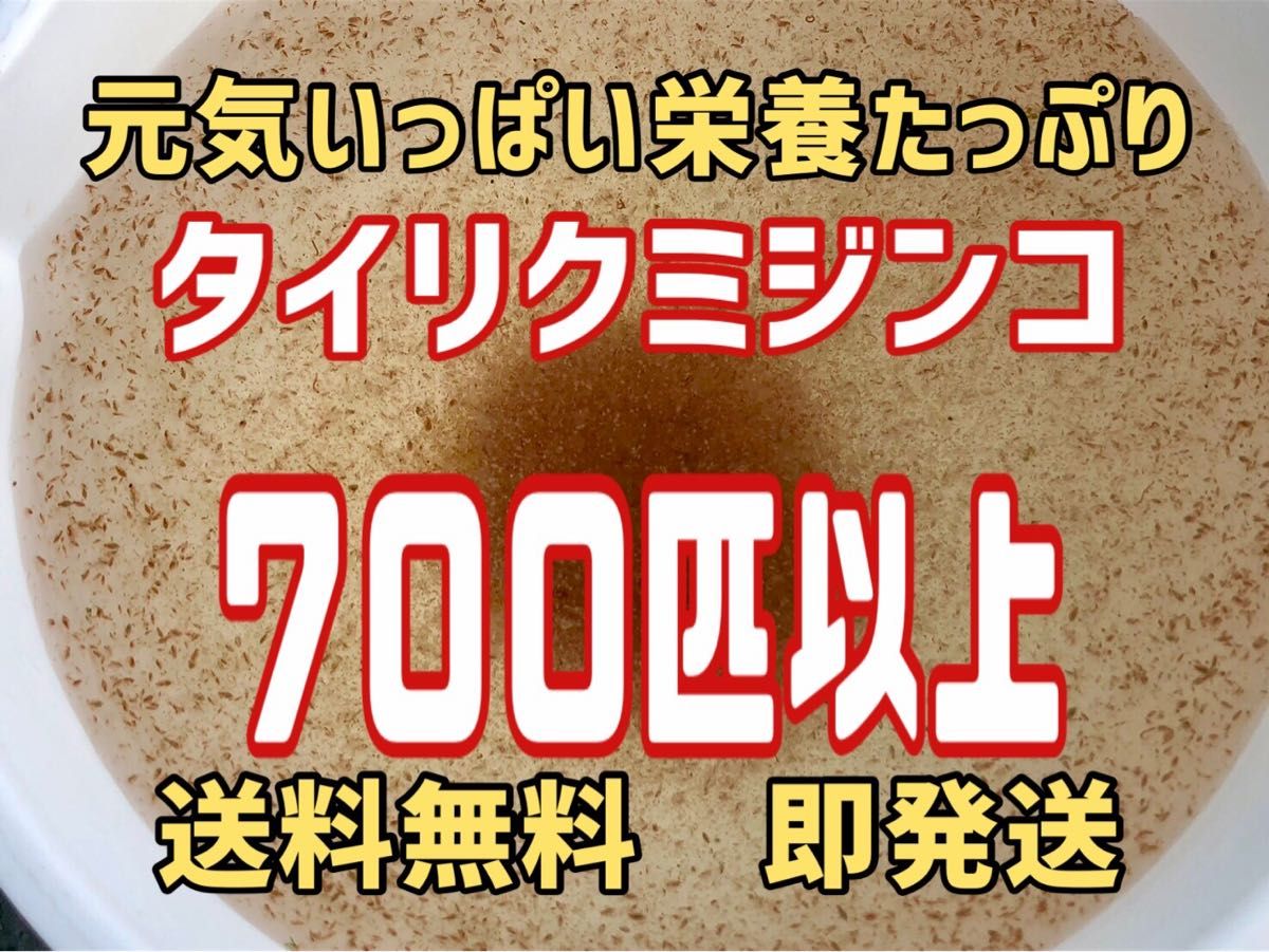 元気いっぱい栄養たっぷりタイリクミジンコ７００匹以上　観賞魚のエサに