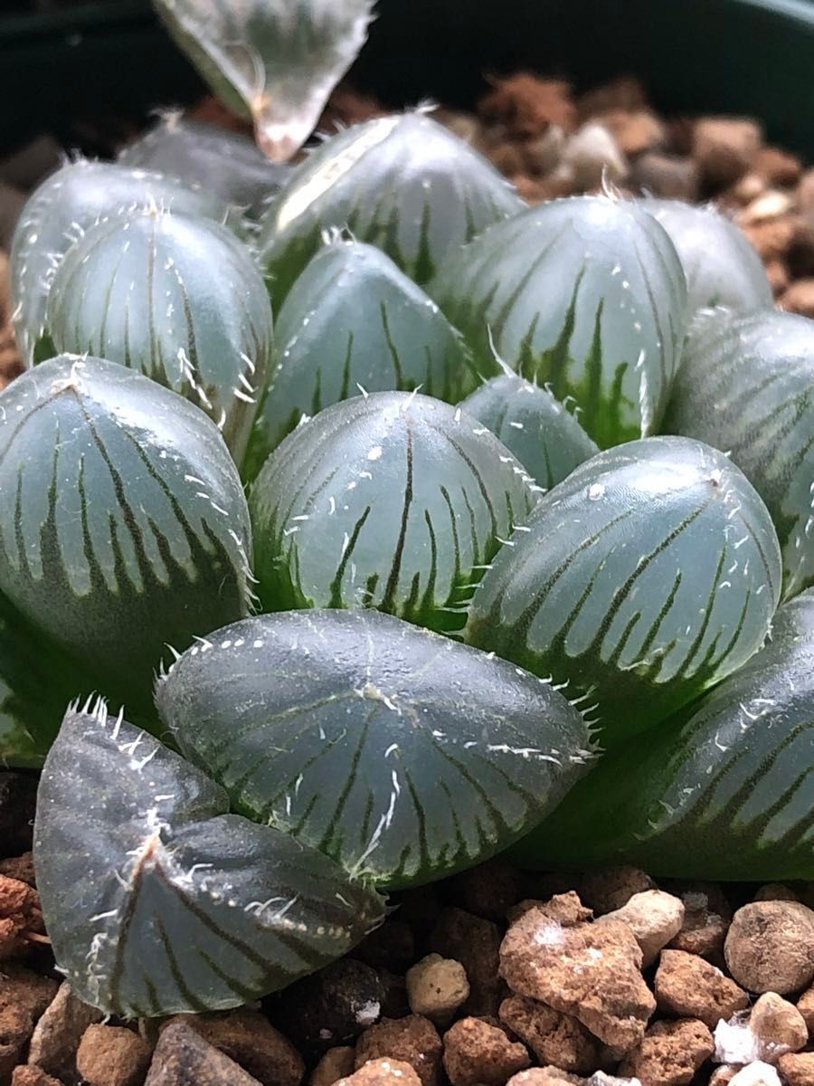 ハオルチア セタータ錦×花水晶と何か…種子 10粒