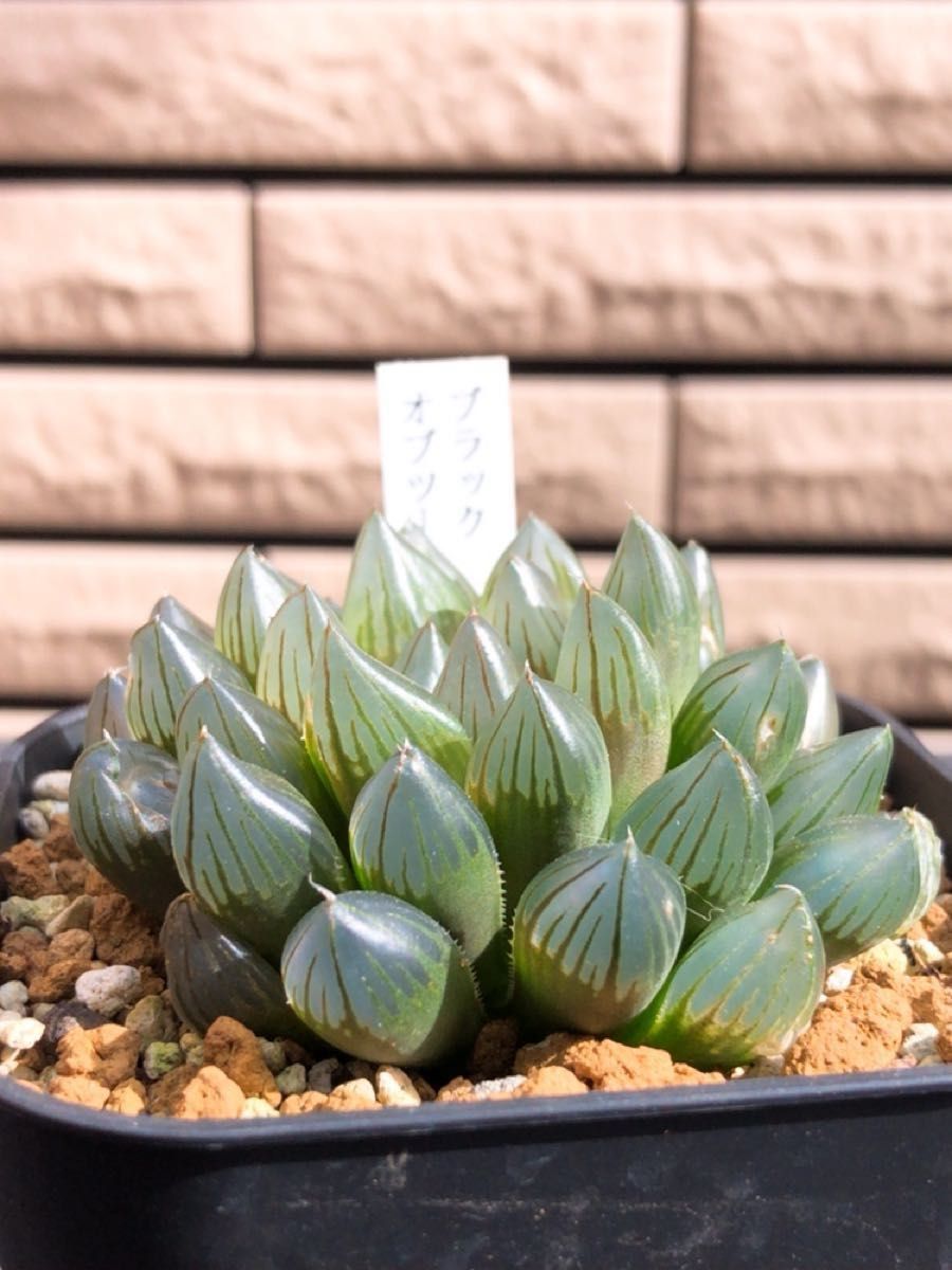 ハオルチア セタータ錦×花水晶と何か…種子 10粒