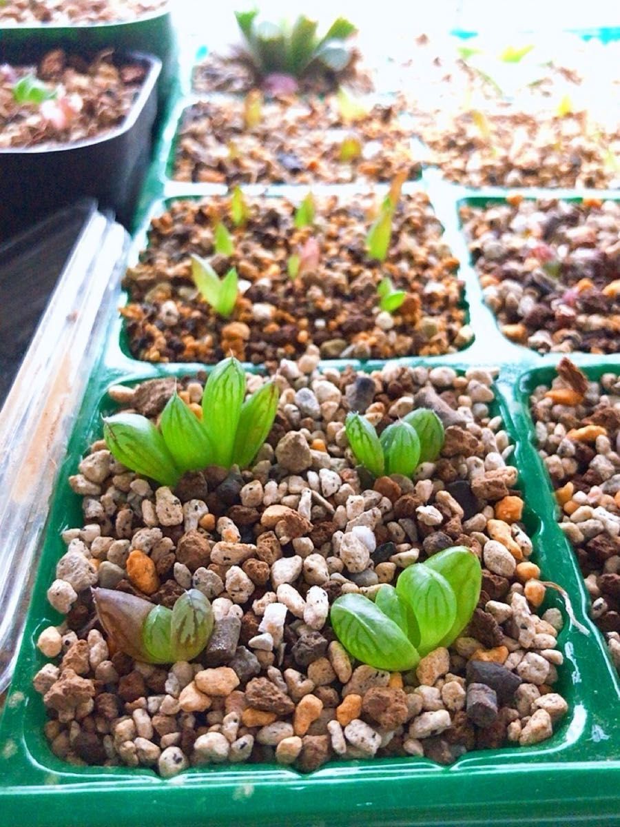 ハオルチア セタータ錦×花水晶と何か…種子 10粒