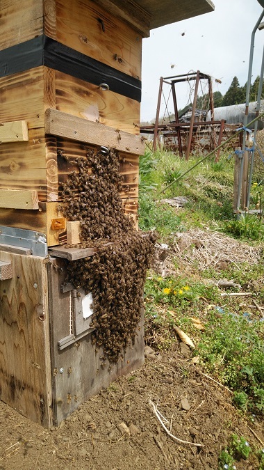 3　キンリョウヘン　待ち受けルアー　分蜂捕獲の準備に・日本蜜蜂誘引ミツロウ　　蜜蝋100ｇ_画像2