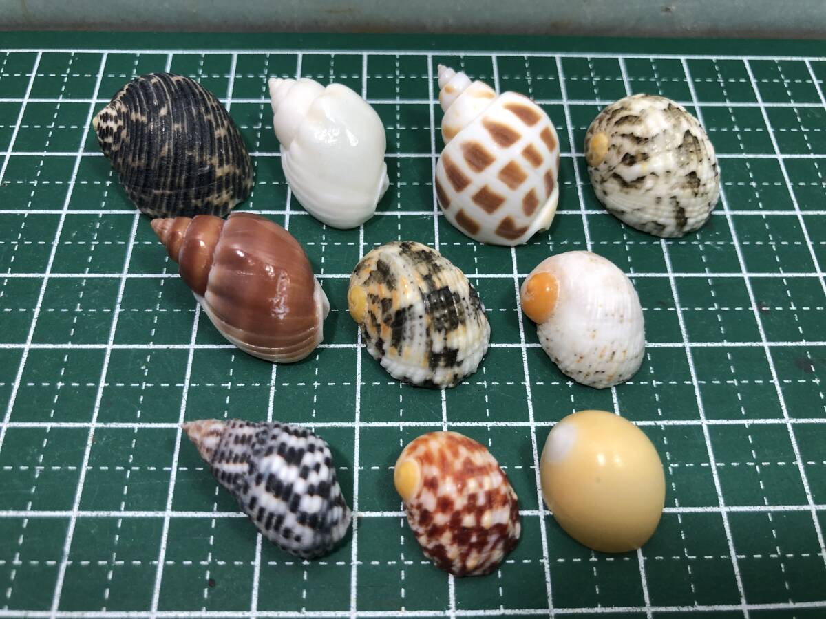 oka hermit crab . change for @.Mini size ~ affordable size 10 piece set (N6)