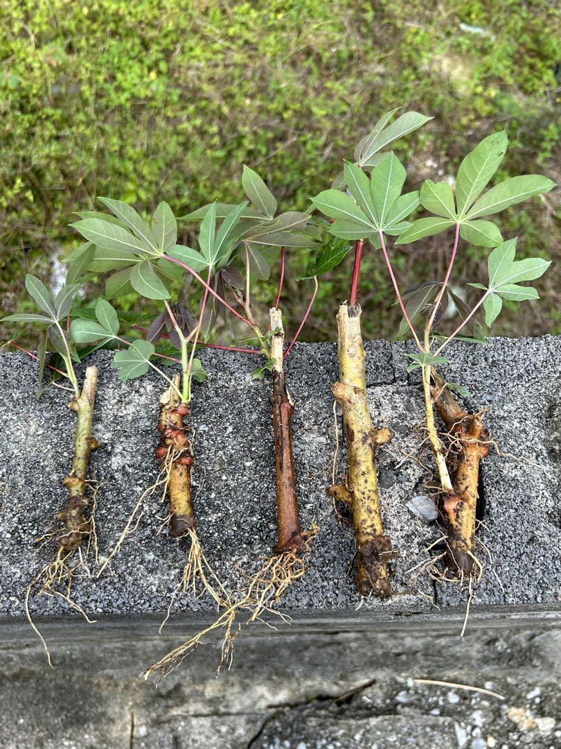 5月末で販売終了 美味しい キャッサバ 猛暑でも稼ぐ農業 芽だし 5月末で販売終了 美味しい キャッサバ 猛暑でも稼ぐ農業 芽だし