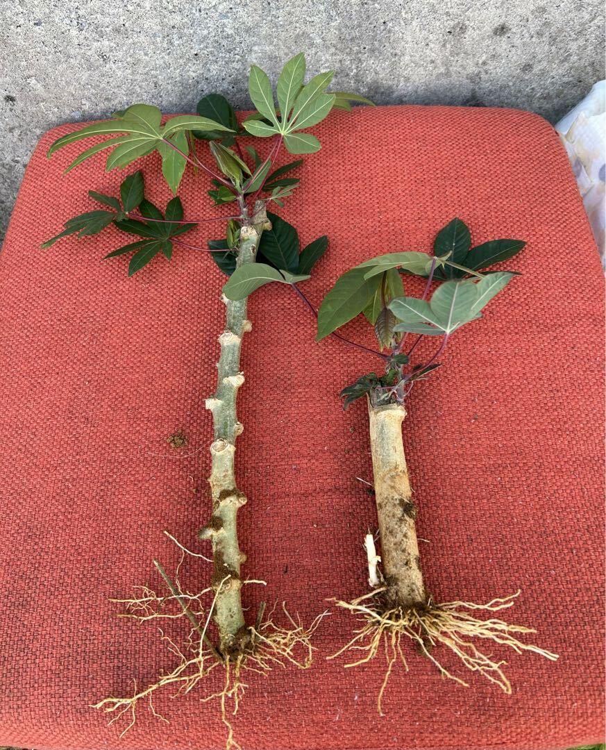 キャッサバ芽出し根だし苗20本 (ピーマンとトマトの苗の移植 キャッサバ芽出し根だし苗20本 (ピーマンとトマトの苗の移植
