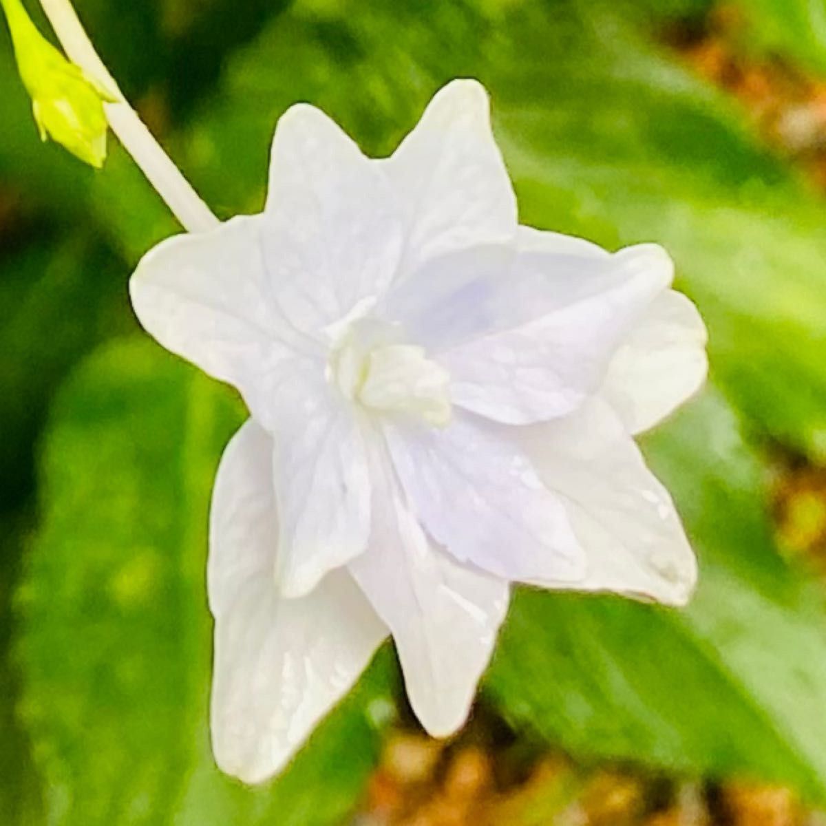 ガク紫陽花　白色　根付き苗1本