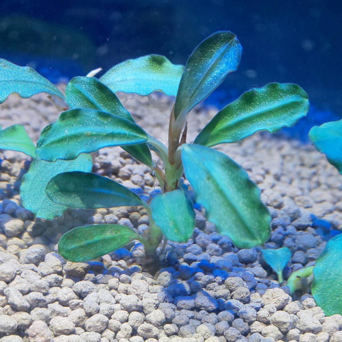 【極ラメ】水草ブセファランドラmagician(マジシャン)観賞魚 水槽 淡水魚 bucephalandra _画像1