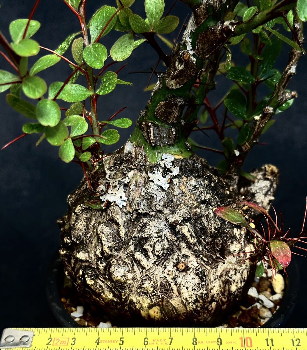  круглый Fouquieria fasciculata вилка i Area fasi кулер ta осмотр ) тянуть psi- Corum Naris pakips суккулентное растение . корень растения gla сверло s