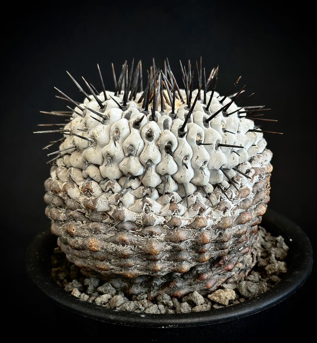 現地球　山木　コピアポア コルムナアルバ 孤竜丸　Copiapoa cinerea var. columna-alba 根有　コピアポア　サボテン　黒王丸_画像3