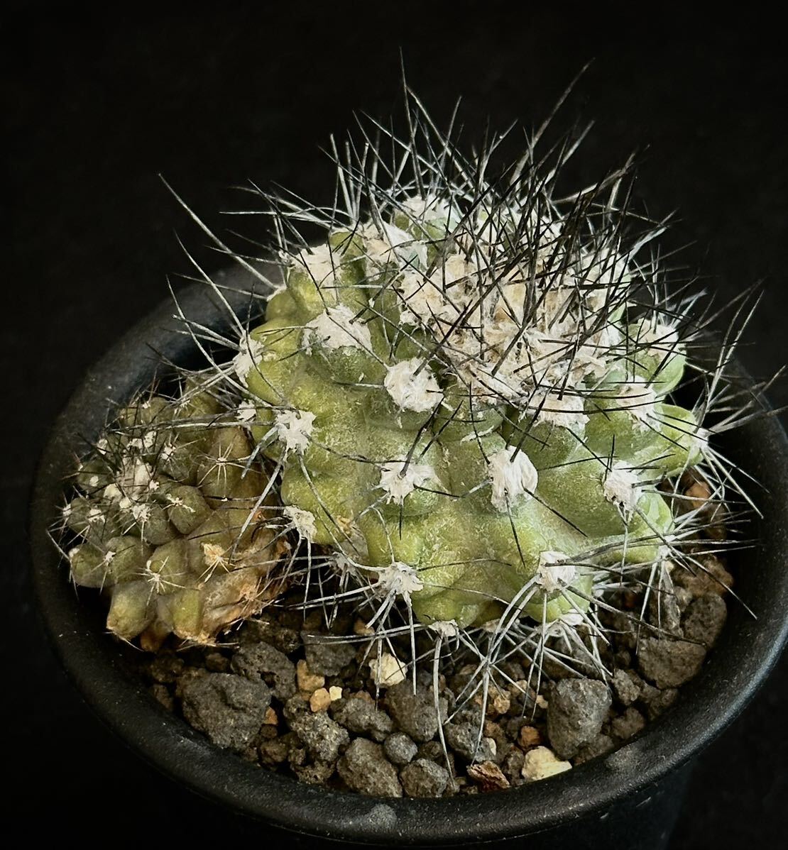  rare kind real raw old stock ko Piaa poa Mali timaCopiapoa maritima 2 head cactus succulent plant black . circle 