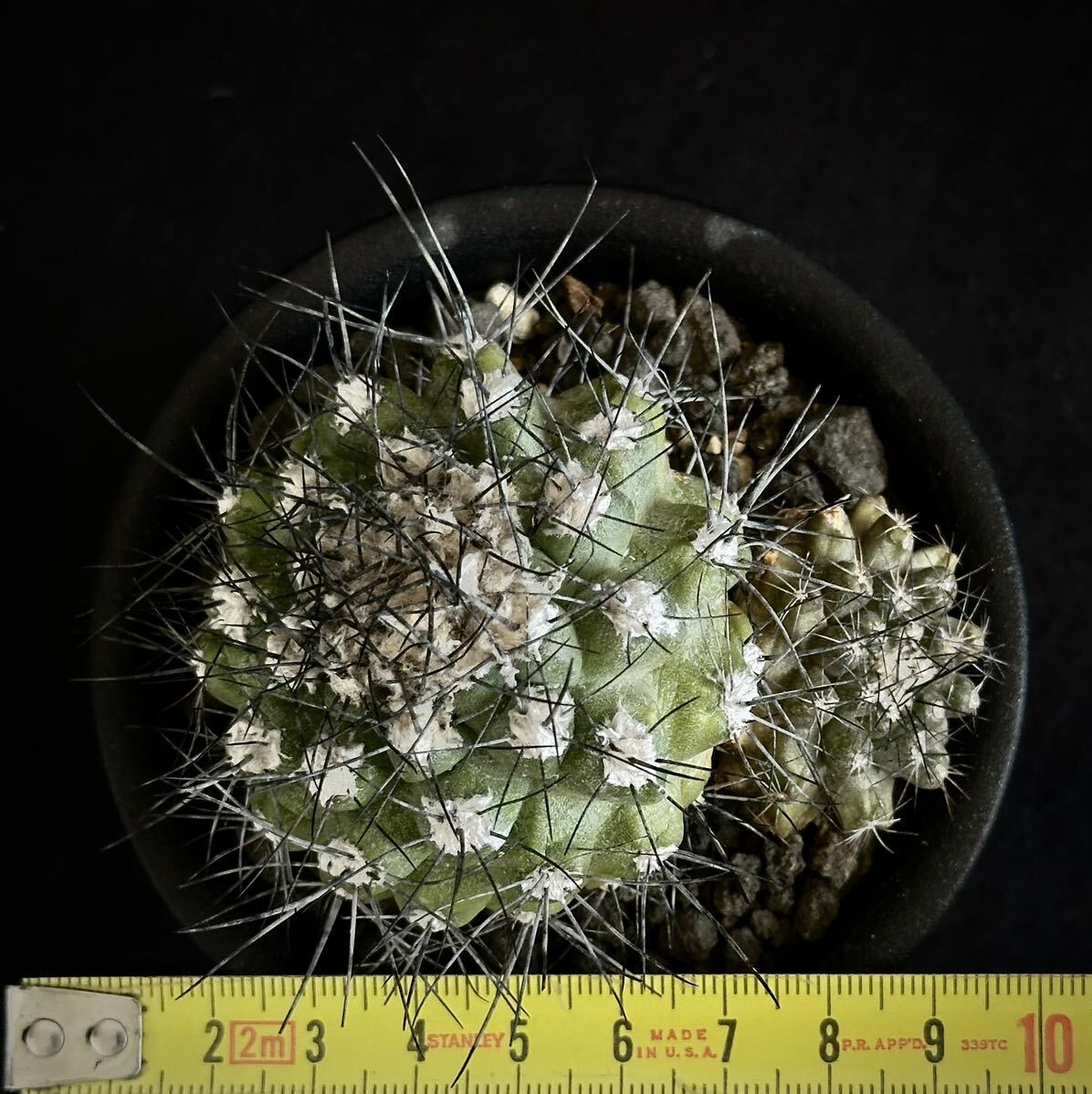  rare kind real raw old stock ko Piaa poa Mali timaCopiapoa maritima 2 head cactus succulent plant black . circle 