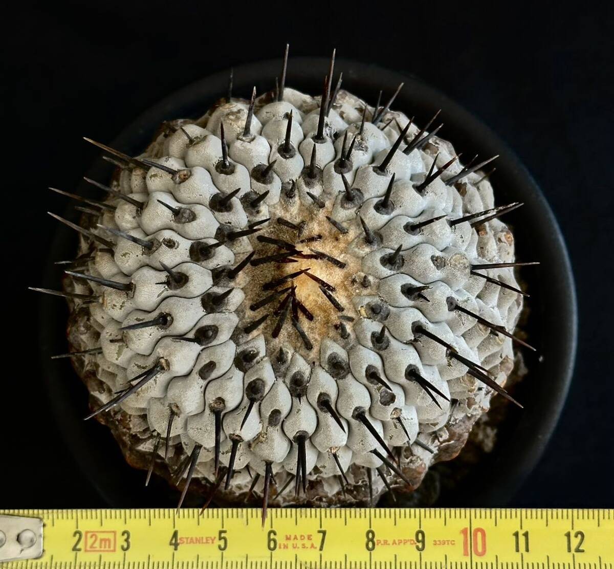 現地球　山木　コピアポア コルムナアルバ 孤竜丸　Copiapoa cinerea var. columna-alba 根有　コピアポア　サボテン　黒王丸_画像6