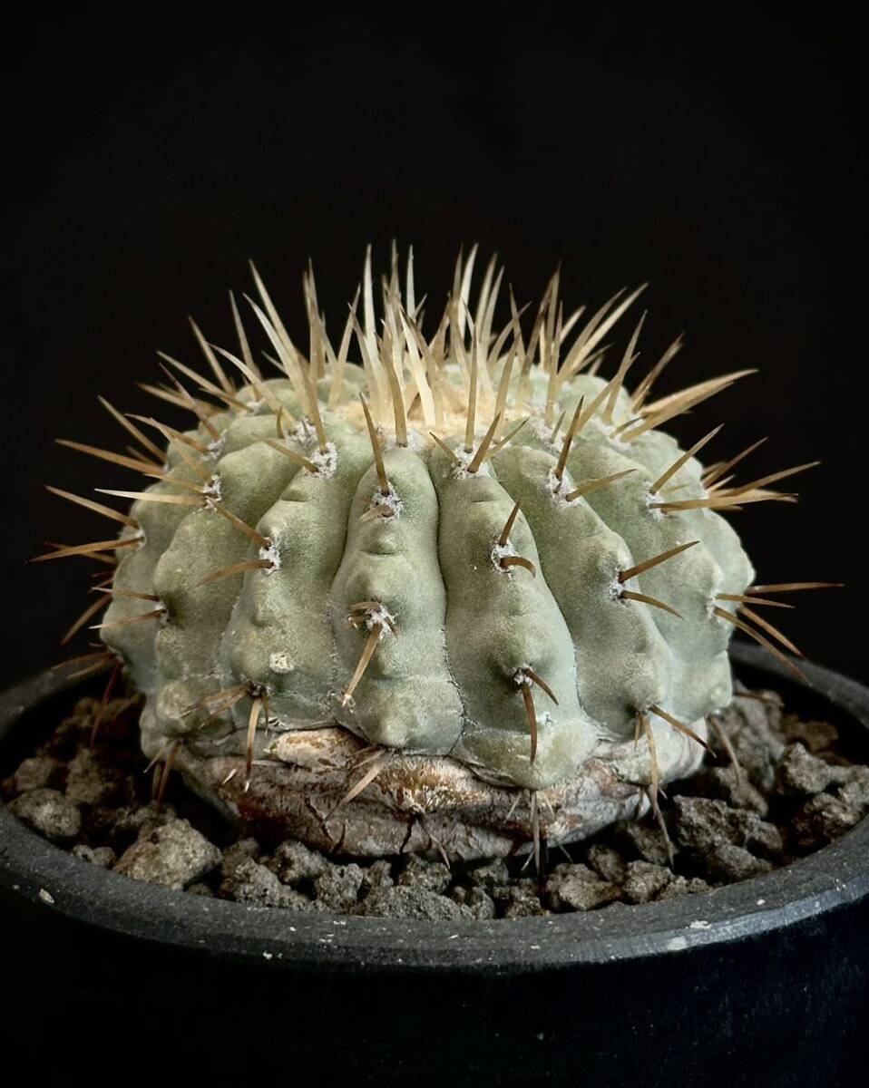 実生　20年以上　古株　コピアポア 白刺黒王丸　Copiapoa cinerea var.albispina サボテン 多肉植物 コレクション株_画像3